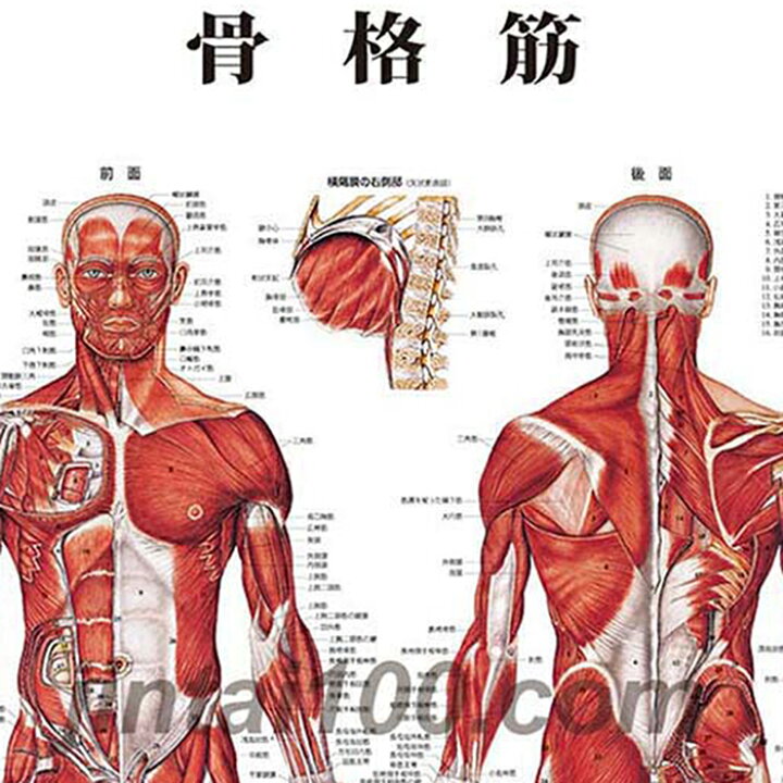 楽天市場】骨格筋 医学ポスター J8946 医学掛図 医学チャート 人体 