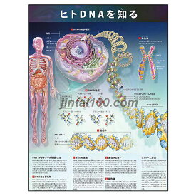 ポスター ヒトDNAを知る 人体図 人体ポスター 医学ポスター 医学チャート DNAとは DNAのある場所 DNAの組成 遺伝子とは 染色体 ヒトゲノム計画