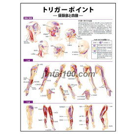 ポスター トリガーポイント(頭頚部と四肢) 人体解剖図 医学ポスター 医学チャート 東洋医学 トリガーポイントとは 頭部と頚部筋肉トリガーポイント 上肢筋肉トリガーポイント 下肢筋肉トリガーポイント