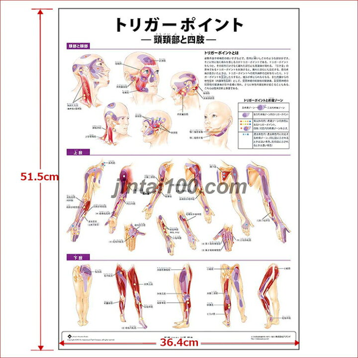 楽天市場】トリガーポイント 頭頚部と四肢 ポスター JTRPC2P人体解剖図 