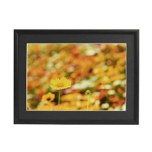 tWJ[ A~z A33 Ch6؁iubNjiOʔ-PETj A33-W6-BK FUJICOLOR