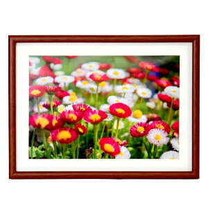 tWJ[ ؐz M21 A4iuEjiOʔ-PETj NZCF-M21-A4 FUJICOLOR