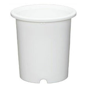 ACXI[} fB[|bg 5 (zCg) fC[|cg5SE(WH) IRIS