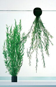 _Ĵ܂Yݑ jb\[ _Jm^}SE~NT