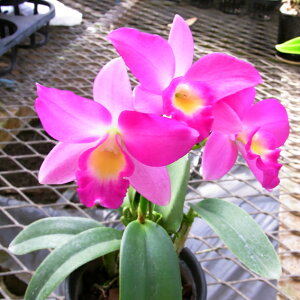 ŷݔ̔z@~jJgA@@L[eB[sN aE̓EhV̓Ȃǂ̂jԂ