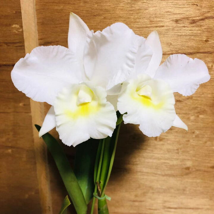 楽天市場 株のみ販売 蘭 カトレア メモリー 中大輪 誕生日 母の日 父の日 敬老の日 などのお祝い花に Jj Prohome