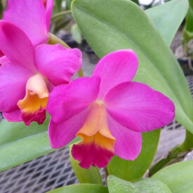 楽天市場 カトレア 花の通販 楽天市場 カトレア 花の通販