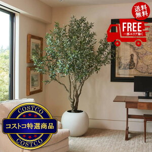I(RXgR) CG HUNTER Faux Olive Tree 244cm@4?7ł͂܂