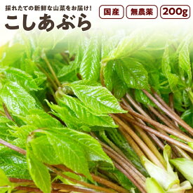 こしあぶら 200g 秋田県産 山菜 さんさい とれたて 天然 無農薬 【5月上旬頃出荷予定】