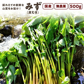 みず（皮むき）500g　秋田県産 みず 山菜 さんさい とれたて　新鮮　国産 【6月中旬頃出荷予定】