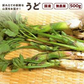 うど 山うど 500g 秋田県産 山菜 採れたて 無農薬 天然 独活 さんさい 【5月上旬頃出荷予定】