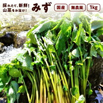 楽天市場】山菜 ミズの通販
