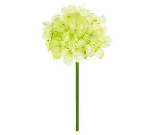 y EĂ̑ EEzԁzt@CAWTCsbNBCtECO[