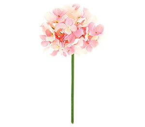 y EĂ̑ EEzԁzt@CAWTCsbNBCtEsN