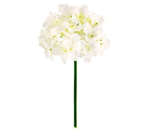 y EĂ̑ EEzԁzt@CAWTCsbNBCtEzCg