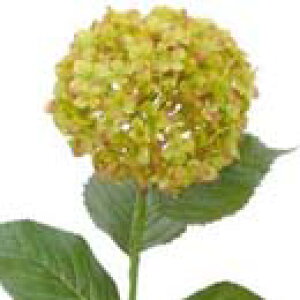 y EĂ̑ EEzԁzqAWTCEO[/[u