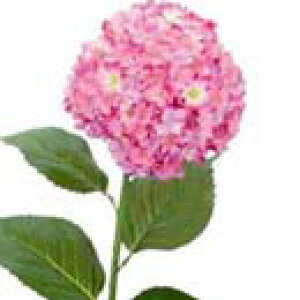 y EĂ̑ EEzԁzqAWTCEx_[/p[v