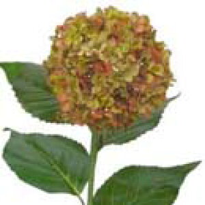 y EĂ̑ EEzԁzqAWTCEI[uO[