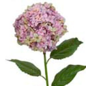 y EĂ̑ EEzԁzqAWTCEy[x_[/O[