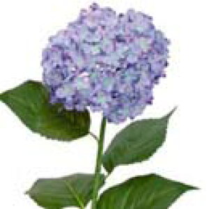 y EĂ̑ EEzԁzqAWTCEp[v