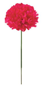 yԁE̓zJ[l[VsbNEr[eB[