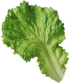【食品サンプル・果物・野菜・フルーツ・ベジタブル】レタスリーフ(3枚/パック)　フェイクフード　ディスプレイ