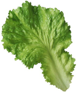 yHiTvEʕE؁Et[cExW^uz^X[t(3/pbN)@tFCNt[h@fBXvC