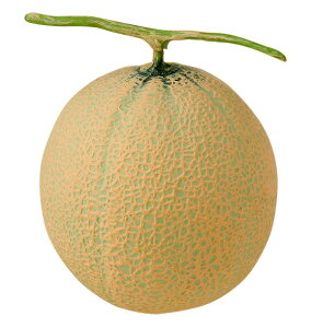 yHiTvEʕE؁Et[cExW^uzAfX@tFCNt[h@fBXvC