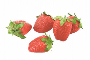 yHiTvEʕE؁Et[cExW^uztbVXgx[(5P/pbN)(\tg^b`)(BCt)@tFCNt[h@fBXvC