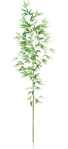 yԁEE|Eou[E[z198cmou-c-