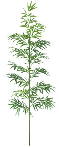 観葉植物 七夕 笹の通販 価格比較 価格 Com