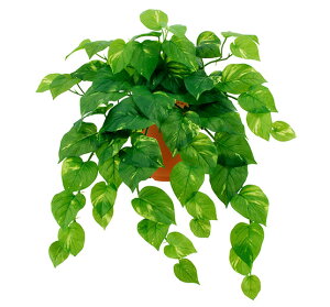 観葉植物 ポトス ハンギングの通販 価格比較 価格 Com