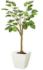 楽天市場 ウンベラータの通販