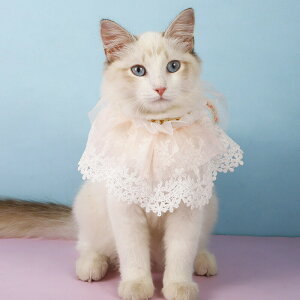  ybg̕ GUxXJ[   RX`[ L  ʋC _炩 RXvߑ ʔ ʐ^ Be  { }t[ p[ [X L lR ȒP 