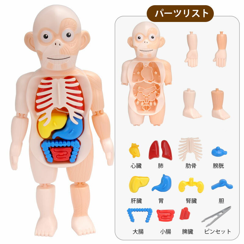 【楽天市場】送料無料 人体模型 解剖モデル 人体解剖図 子供