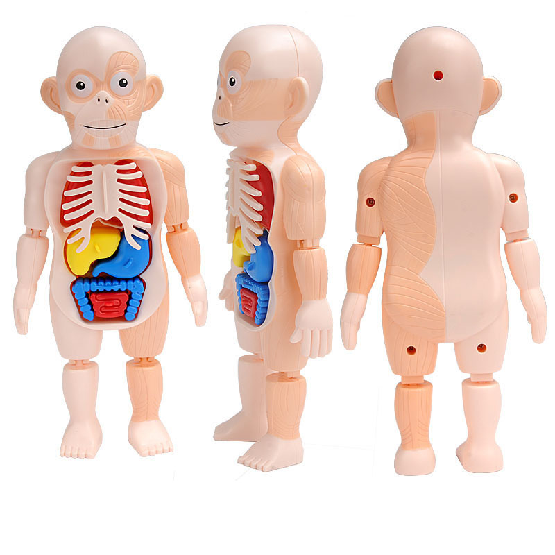 送料無料 人体模型 解剖モデル 人体解剖図 子供 おもちゃ プレゼント ギフト 贈答 誕生日 お祝い 内祝い お土産 出産祝い 知育玩具 内臓 標本  パーツ取り外し可能 教材 知恵の輪 脳トレ c-yiyong-11929-gg | JoliePoupee