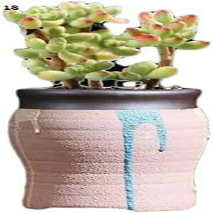 �A�ؔ� ������� ���X�^�[�|�b�g �u���[ �� ���J�o�[ �v���� �K�[�f�j���O�� �v�����^�[�� 10�� �K�[�f�j���O �v�����^�[ ��^ �[�^ F �y�� �v���X�`�b�N �y�� ���_�� 10�����ɑΉ� �J���C�C 