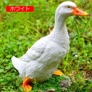 Aj}G Ђ u  W O Xܑ AEghA JXj JCCu Gݒu bNX 蕨 K[fI[ig IuWF zCg Aq Aj} k u