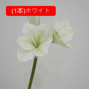 Nq  tFCNt[ ԑ u[P ͂Ȃ Y tFCNt[ A[gt[ CeA rO  ItBX   AW Be ] ސE v[g j