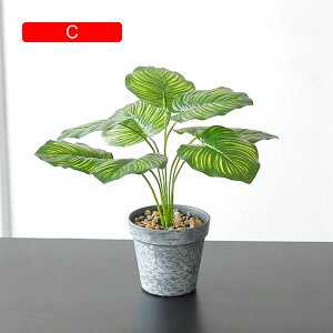 tFCNO[  A XCJ̗tZbg lHϗtA { 33cm ~ k CeA  X  u ͂Ȃ b炸  JXj ]j v