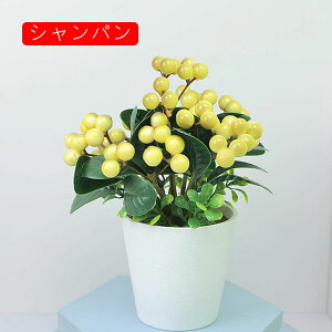 tFCNO[ x[ lHϗtA  A ~  ~j CeA   p Vzj ̓ Mtg Ղ 蕨 ItBX z[ e[u u