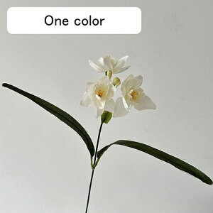   CeA  ̉ 1{ ͂Ȃ Q   ItBX ̓  a j JXj  EFfBO p[eB[ v[g ʐ^ A[gt