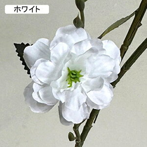   CeA  ւ̉ 1{ ͂Ȃ Q   ItBX ̓  a j JXj  EFfBO p[eB[ v[g ʐ^ A[gt