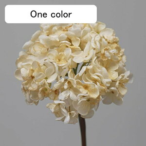   CeA  AWTC 1{ ͂Ȃ Q   ItBX ̓  a j JXj  EFfBO p[eB[ v[g ʐ^ A[gt