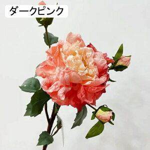   CeA  ڂ 2{ ͂Ȃ Q   ItBX ̓  a j JXj  EFfBO p[eB[ v[g ʐ^ A[gt