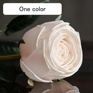   CeA  o 2{ ͂Ȃ Q   ItBX ̓  a j JXj  EFfBO p[eB[ v[g ʐ^ A[gt