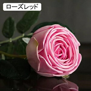   CeA  o 2{ ͂Ȃ Q   ItBX ̓  a j JXj  EFfBO p[eB[ v[g ʐ^ A[gt