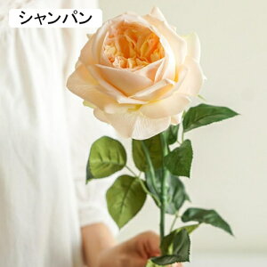   CeA  o 1{ ͂Ȃ Q   ItBX ̓  a j JXj  EFfBO p[eB[ v[g ʐ^ A[gt