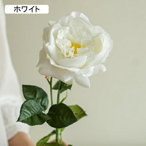   CeA  o 1{ ͂Ȃ Q   ItBX ̓  a j JXj  EFfBO p[eB[ v[g ʐ^ A[gt