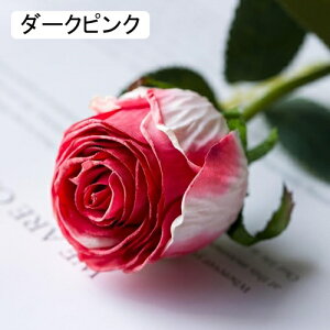   CeA  o 2{ ͂Ȃ Q   ItBX ̓  a j JXj  EFfBO p[eB[ v[g ʐ^ A[gt